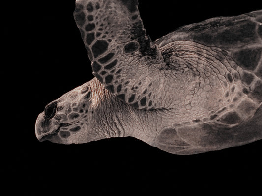 Hawkbill Sea Turtle