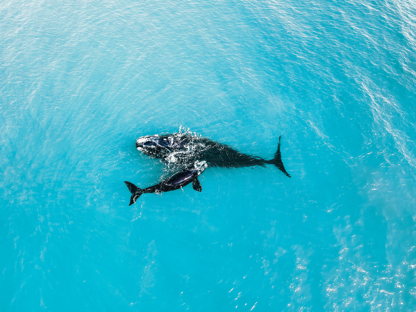 Southern Right Whales- Margaret River